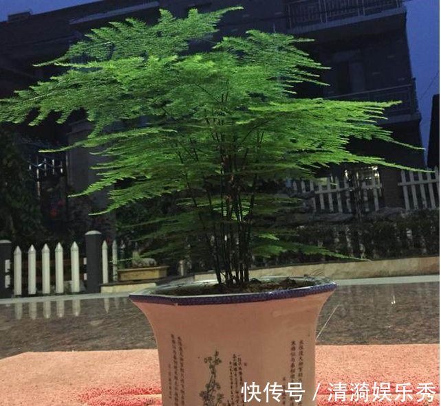 每月给文竹盆里埋几颗“豆”,新芽蹭蹭冒,一年花开就结果!