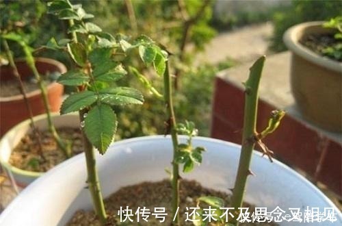高锰酸钾|生根剂还用买自己在家做,用一点白根呼呼窜!