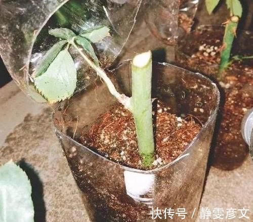 育苗|学会这些小技巧，养花扦插将成“小事一桩”