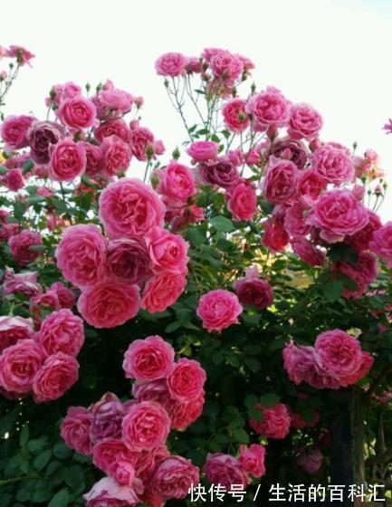 观赏价值|盘点8款经典的藤本月季,长势旺盛开花美,养一株开出花瀑布