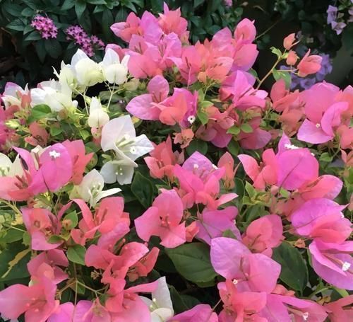 5种漂亮花，阳台养一盆，四季有花赏，新手也会养！