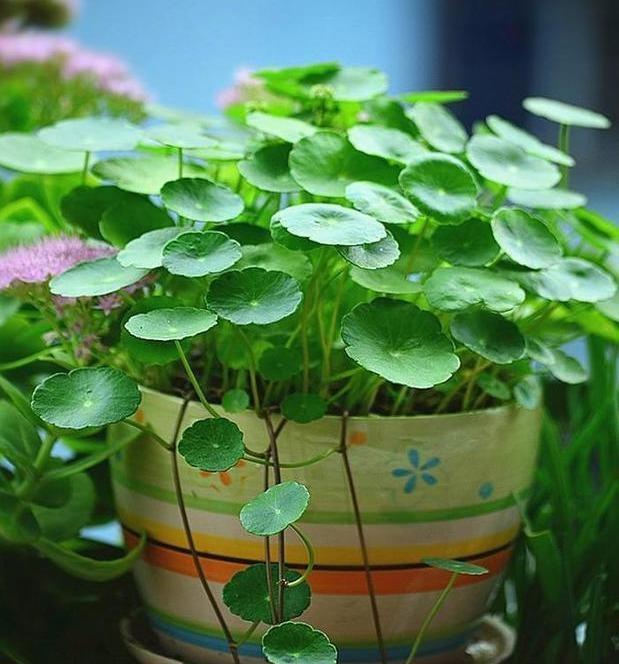 黄叶|5种“漂亮花”,夏天“使劲浇”,缺水就黄叶,不是勤快人,别养