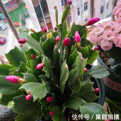 木炭|蟹爪兰烂根了,不用嫁接,盆里放2样东西,10年不烂根