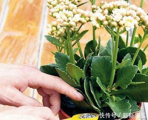 浇水|花快死了别着急仍,学会这几种方法,能让植物起死回生,各个爆盆
