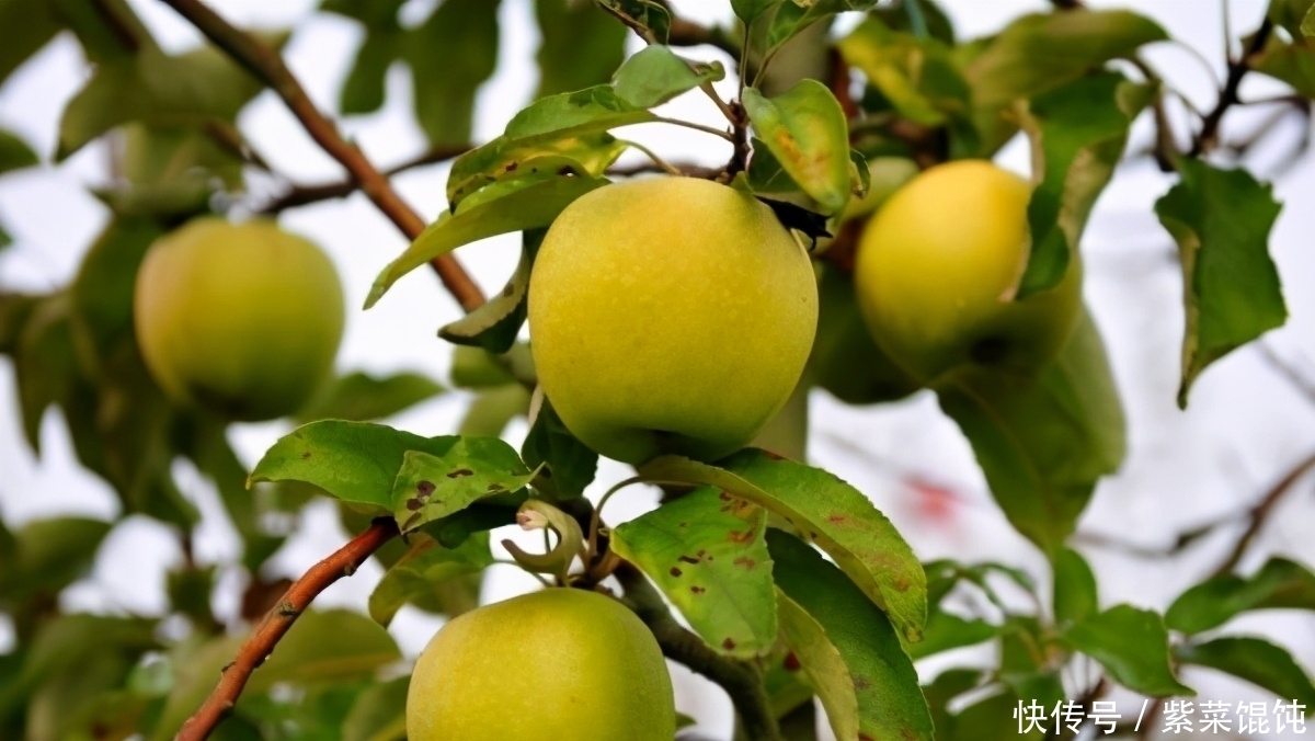 中年人不想变老,适合吃好食物,软化血管、活血化淤,预防血栓