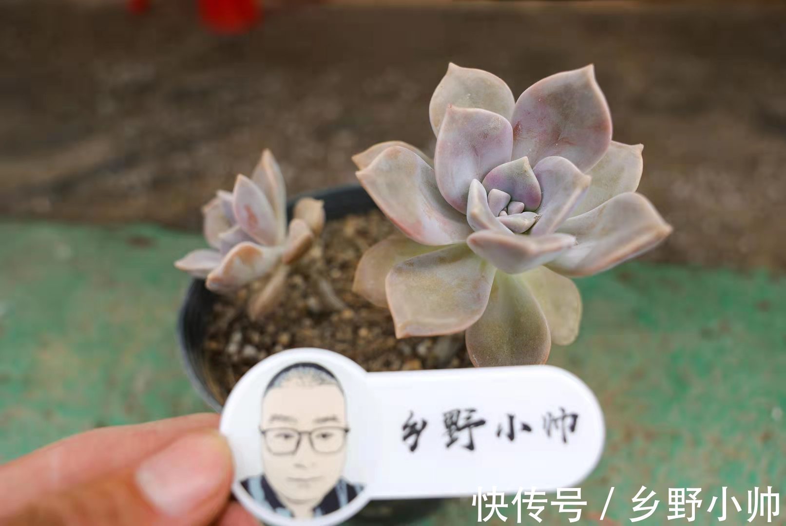 小帅|确认过眼神，遇上对的你，说说那些让人“一见钟情”的多肉