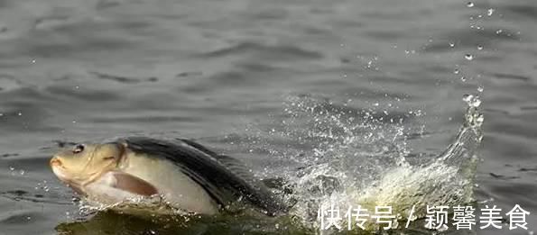 野钓实战探讨,短子线和长子线之间,哪一种优势更大