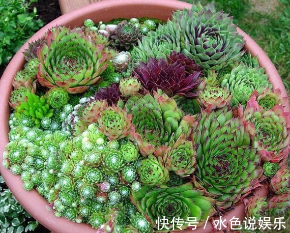 观音莲|丢在石缝中也能生长的多肉盆栽,大半年不管还爆盆,美极