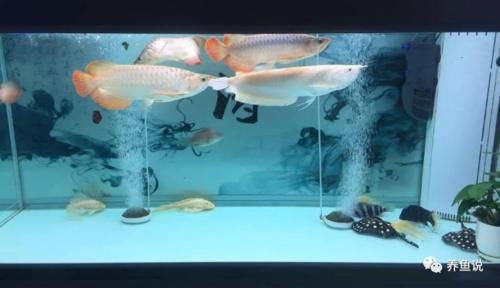 我们养鱼很少关注鱼缸的水流 可你知道吗 它对观赏鱼的影响不小 快资讯