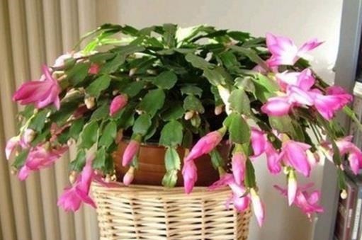 植物|爷爷养蟹爪兰,20天长成“胖墩”,学会3个秘诀,比施肥奏效!