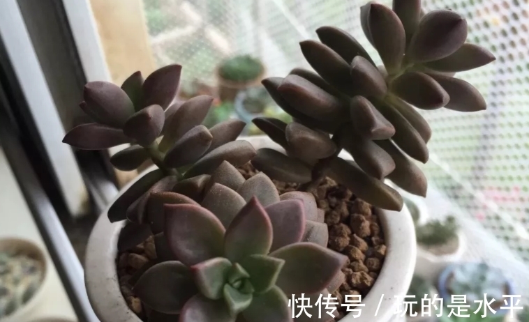 成功率|养姬胧月,按刘奶奶的方法照顾,普货也能拥有贵货的格调