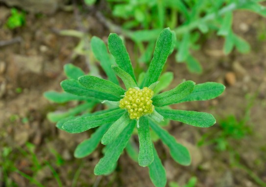 凉拌|65种野菜图片，带你认识不同的野菜和吃法，你想要的野菜这里都有