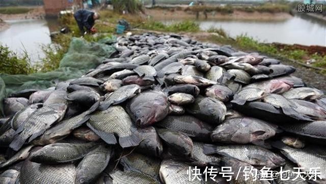 成都男子钓获大量罗非鱼,钓鱼人担忧:这鱼在四川也能生存?