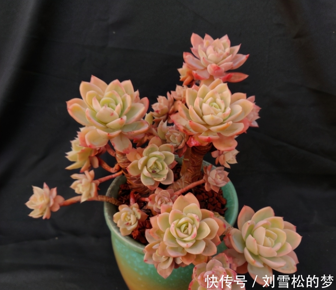 杆子|大水桩丝绸面纱的脱变,越控越小,杆子也越来越粗