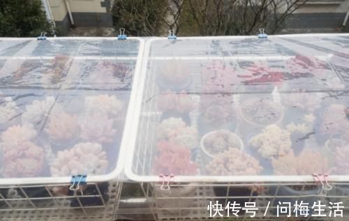 温度到零下多肉就会冻死？不一定，影响它们耐冻程度的因素可多了