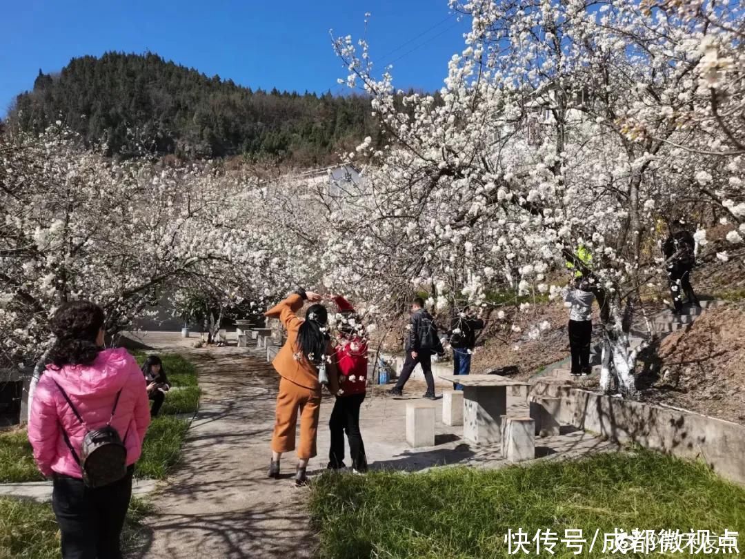 花已初开，春光无限