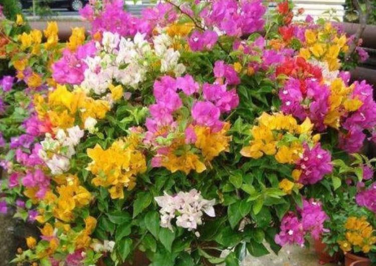 嫁接|3种花，1棵开出“五彩花”，只差这“1步”，懒人也能养得好，美