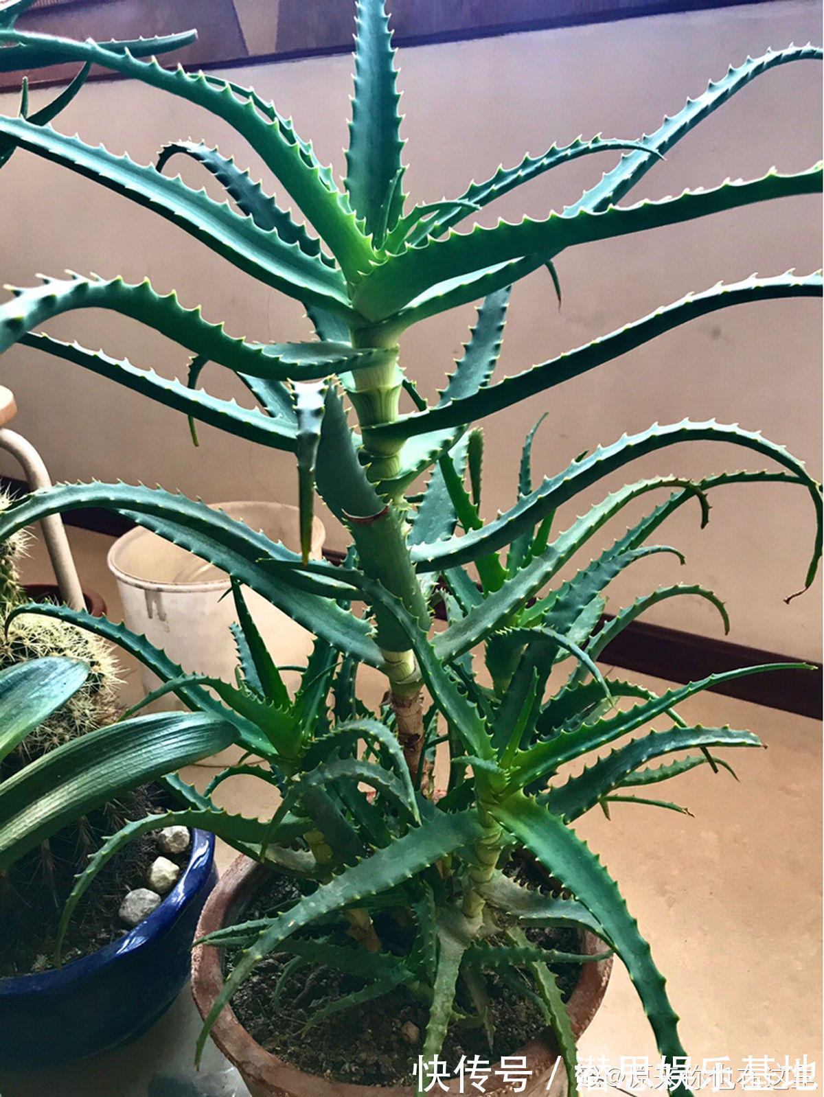 6种芦荟可食用,切开挖一勺汁液,敷在脸上能美容