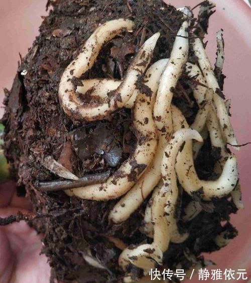 竹签子|不会养君子兰?插根竹签子,立竿见影,养出高品质君子兰