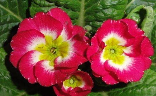 不停|超可爱的4种花,全年开花不停,花色美丽,对待新手很友好