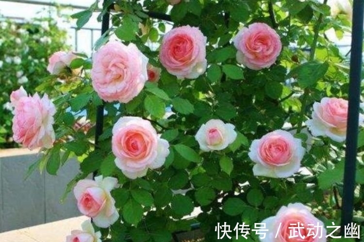 花朵|4种花，堪称花界“劳模”，越热花开越多，30天养成“小花园”!