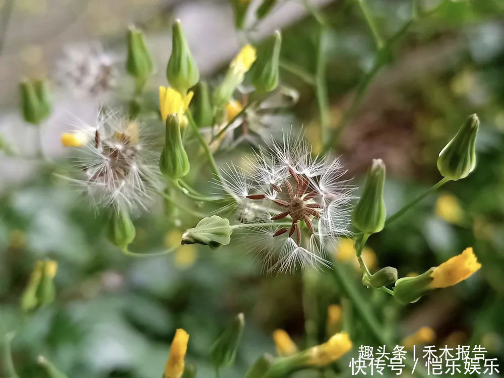 野生植物|曾是穷苦人的救命菜，如今成民间极品野菜，做腌菜是一绝，别错过