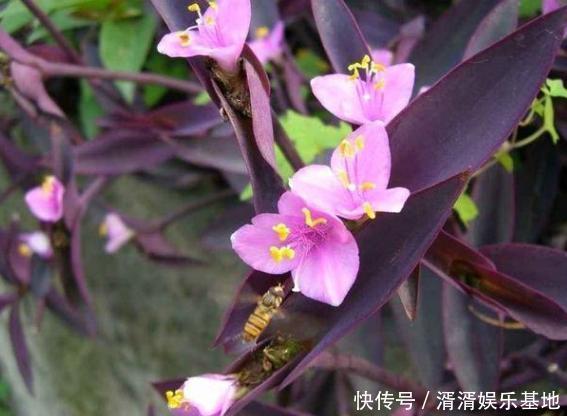 重视健康不喜欢运动在家养紫竹梅，注意3点净化作用明显