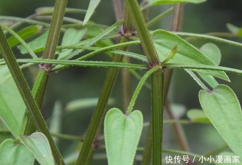 它是人人称赞的“活血丹”,价值宝贵得珍惜,若见着还请保护好