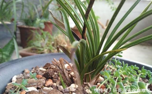 兰花叶片焦尖,剪了还往下焦,5个方面下手来解决!