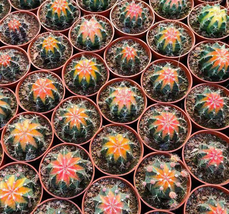 秋天3种花，千万不要买，买了难养活，白白浪费钱