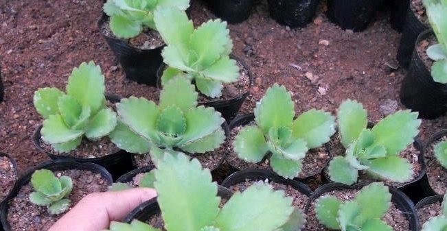 好看|这8种多肉植物,好养好看还易“爆盆”,适合新手和“懒人”