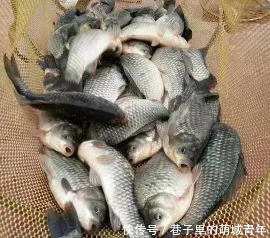 秋凉夜|秋凉夜钓,这八点值得深刻学习一下!很多钓鱼人还不知道!