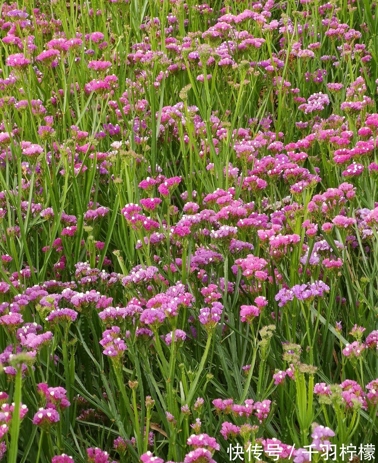 轻风摇曳度清秋 勿忘浓情爱长留 全网搜 轻风摇曳度清秋 勿忘浓情爱长留 全网搜