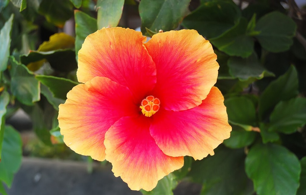 为了一盆花,家人关系彻底破裂,花有什么错