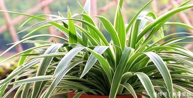 这4种花是出了名的水罐子,给点水就能长,水越多越好