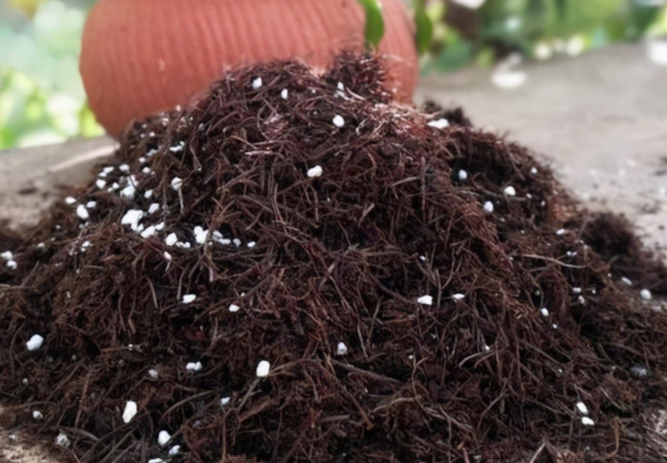 野外随便捡回家的松针，需要经过哪些“加工”才能养花补肥