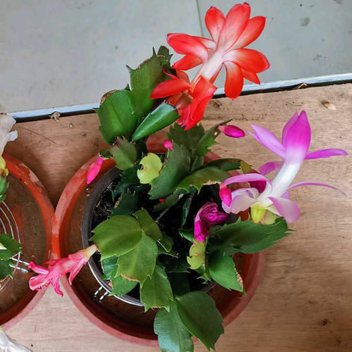 蟹爪兰烂根了,不用嫁接,盆里放2样东西,10年不烂根