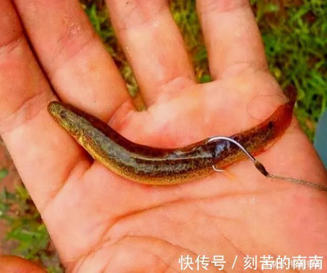 泥鳅钓鱼为什么人人喊打对鱼伤害究竟多大两天钓空一个大水库