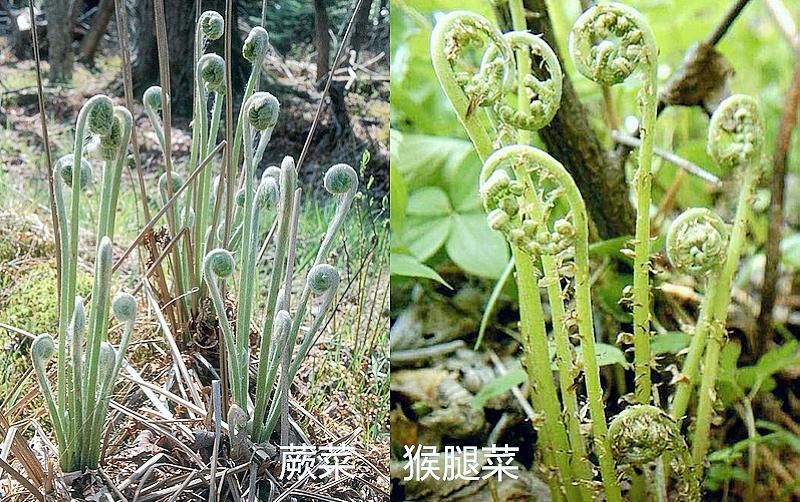 这7对“双胞胎”野菜，很多人傻傻分不清，你认识哪几种？