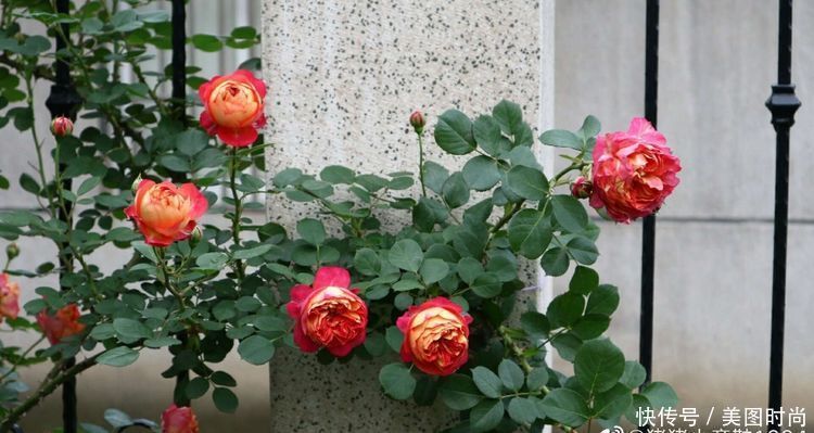 洋房|为了可以养花,我建了座小洋房,终于可以打造梦寐以求的花园了