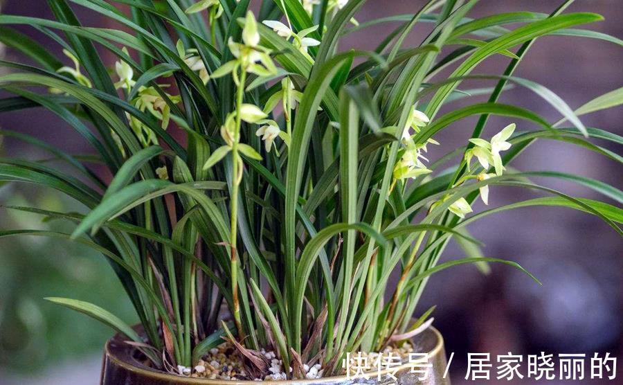 杀菌剂|多菌灵还能这样用,用处很多,养花必备