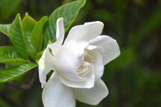  开花|此几款花卉，沾土就活，懒人新手都能养好