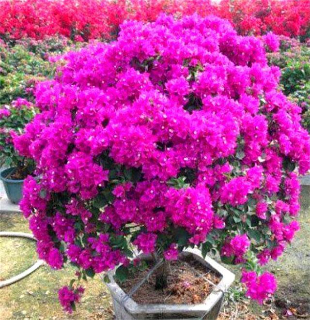 修剪|6月养三角梅,做好“4个多”,爆炸式开花,只见花朵不见叶