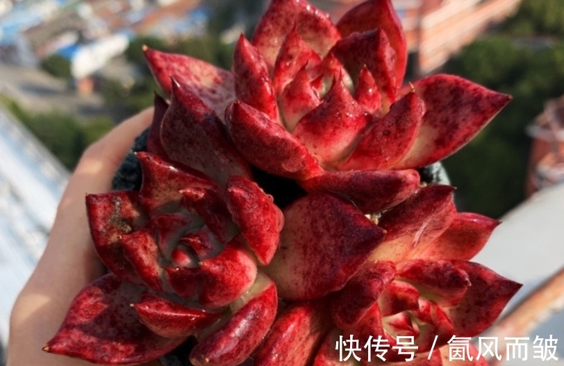 肉友|在北方养得红红火火非常漂亮的“肉肉”植物，在南方也能养吗？