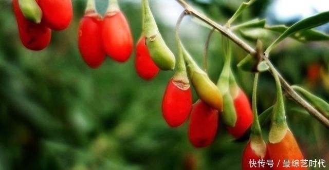 血压|血压150100的高血压人能不能吃枸杞呢?医生告诉您答案