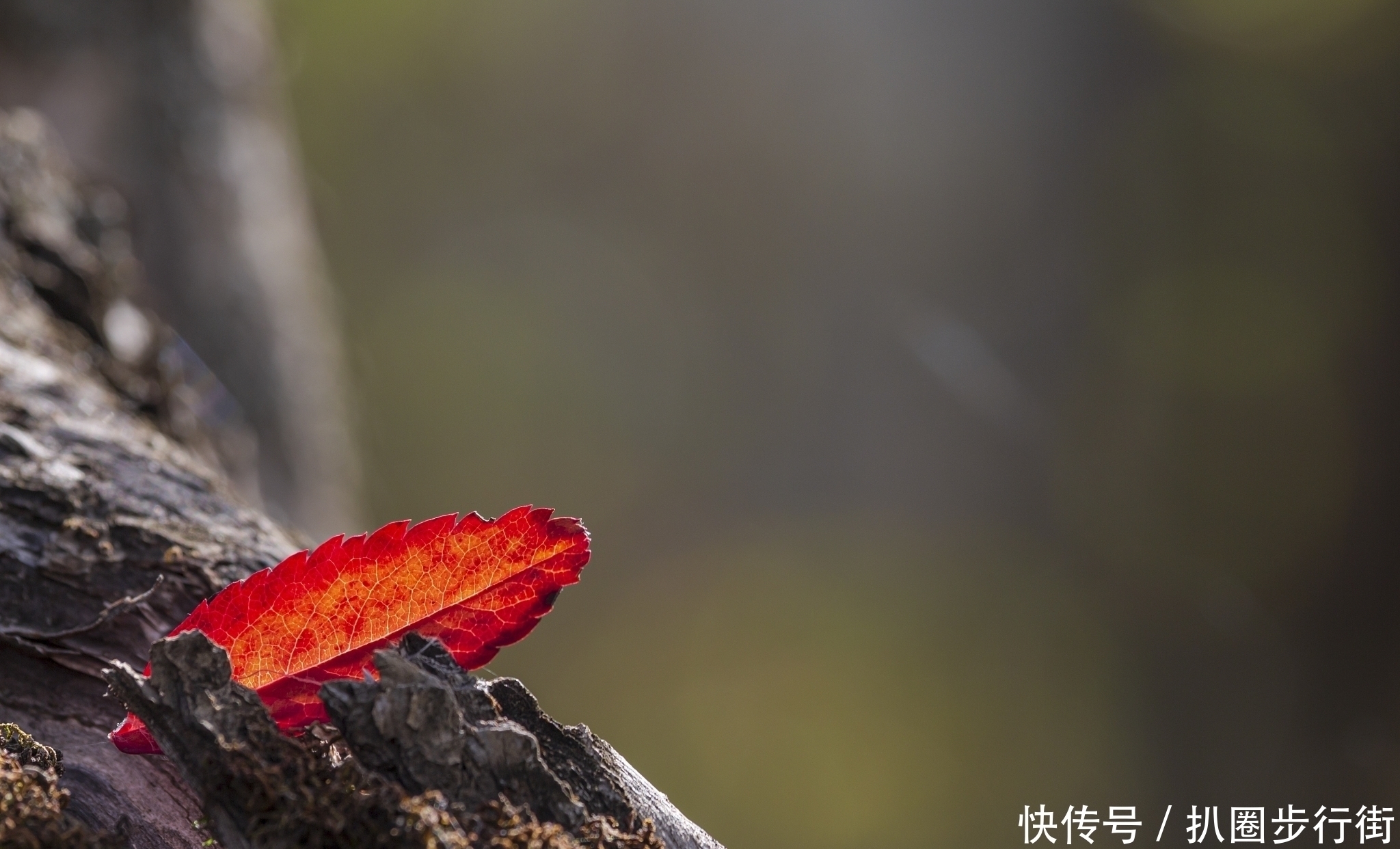 桃李天下!一代宗师叶嘉莹绝句30首。词心独具无人及,一卷长留万古芳