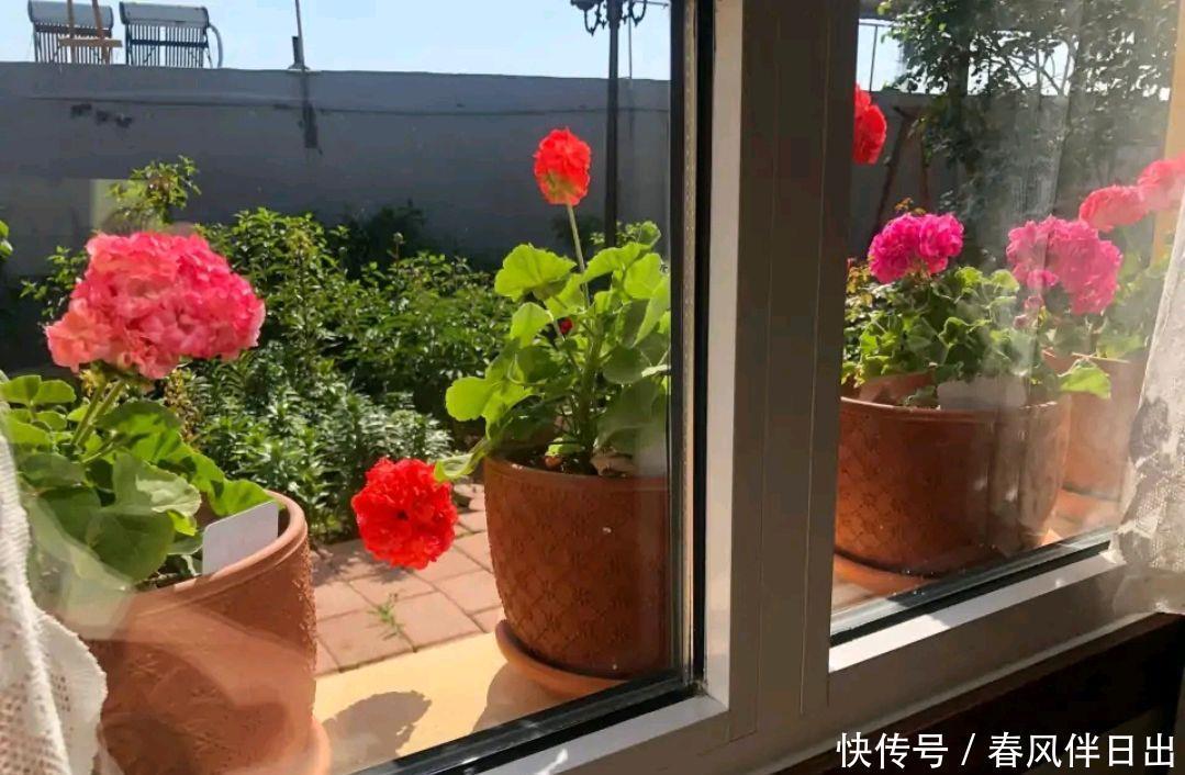 休眠|5种漂亮花，夏天“便宜”也别买，高温养不活，白花钱了
