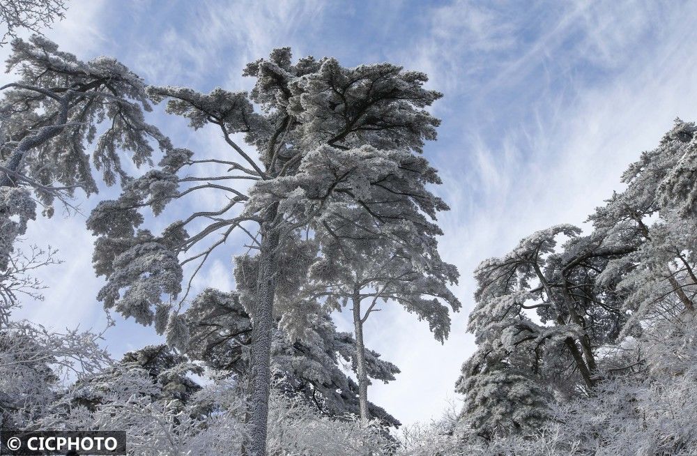 雪景|安徽黄山：小雪节气迎入冬初雪