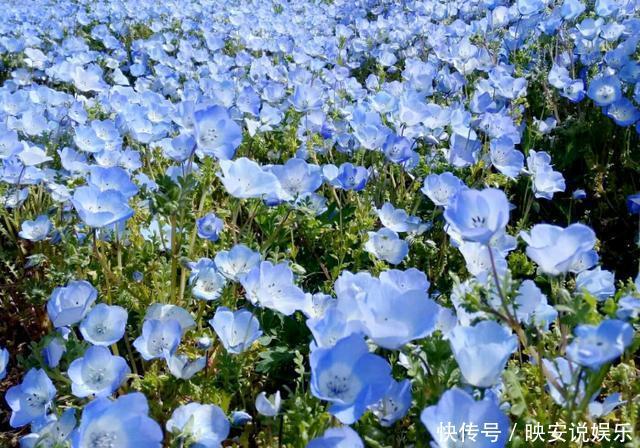 日本|日本最漂亮的花园，一年四季花开不败，景色绝美如仙境