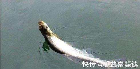 玉米粒|注意8个细节,用好玉米粒钓浮,堪称草鱼、翘嘴的克星!